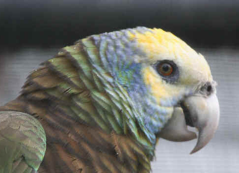 Amazona guildingii